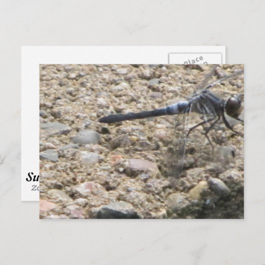 人生の夏 ポストカード (正面/裏面)