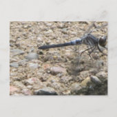 人生の夏 ポストカード (正面)