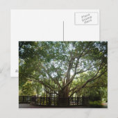 人生の始まり ポストカード (正面/裏面)