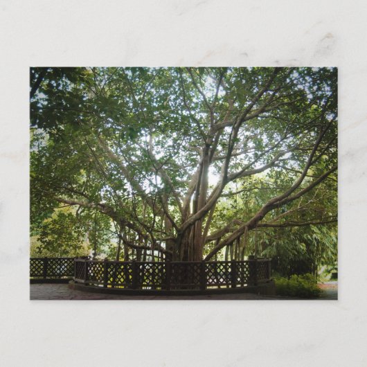 人生の始まり ポストカード (正面)