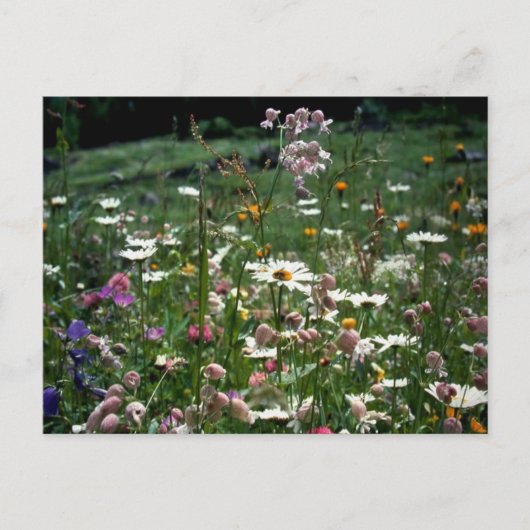 人生の自然を理解しなくてもいい ポストカード (正面)