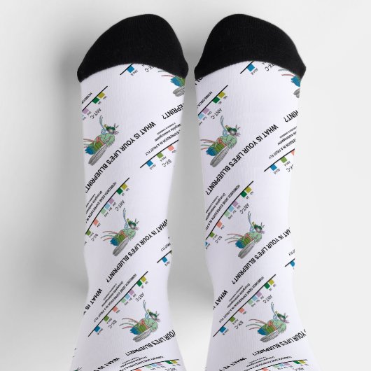 人生の青写真は?ショウジョウバエ生物学 ソックス (上部)