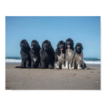 人生はニューファンドランド犬のビーチで良い