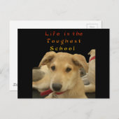 「人生は最も厳しい学校」ドッグアートプリント ポストカード (正面/裏面)