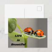 人生は美しい – Ladybug ポストカード (正面/裏面)