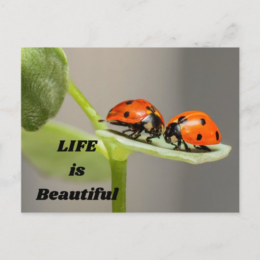 人生は美しい – Ladybug ポストカード (正面)