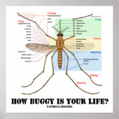 人生乳母車はどうだ？蚊の解剖学的ユーモア ポスター (正面)