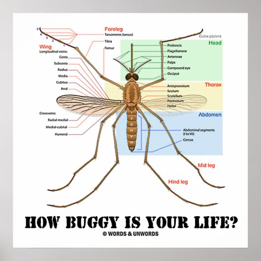 人生乳母車はどうだ?蚊の解剖学的ユーモア ポスター (正面)