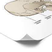 人間のスカル24 X 36の構造 ポスター (角)