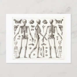 人間のスケルトンヴィンテージポストカード ポストカード