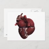 人間のハートの3次元ビュー背面 ポストカード (正面/裏面)