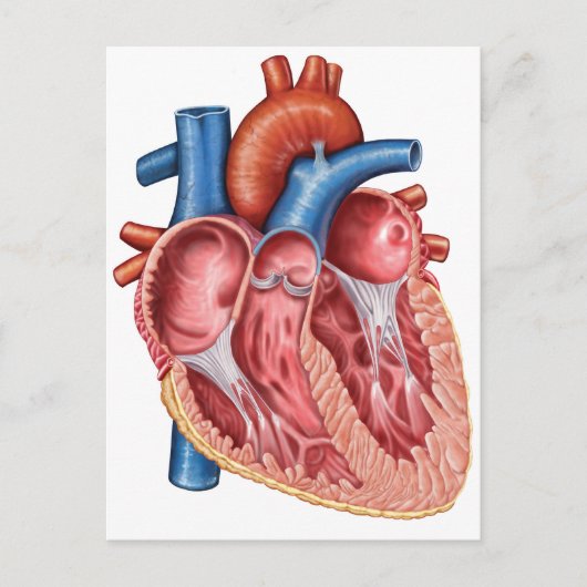 人間のハートインテリア ポストカード (正面)