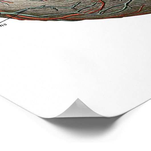 人間のハート ポスター (角)