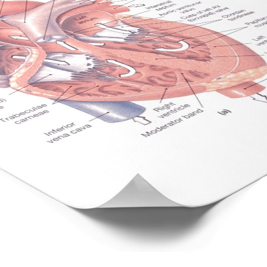 人間のハート ポスター (角)