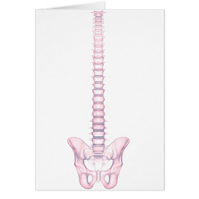 人間のバックボーンの概念図2 (正面)