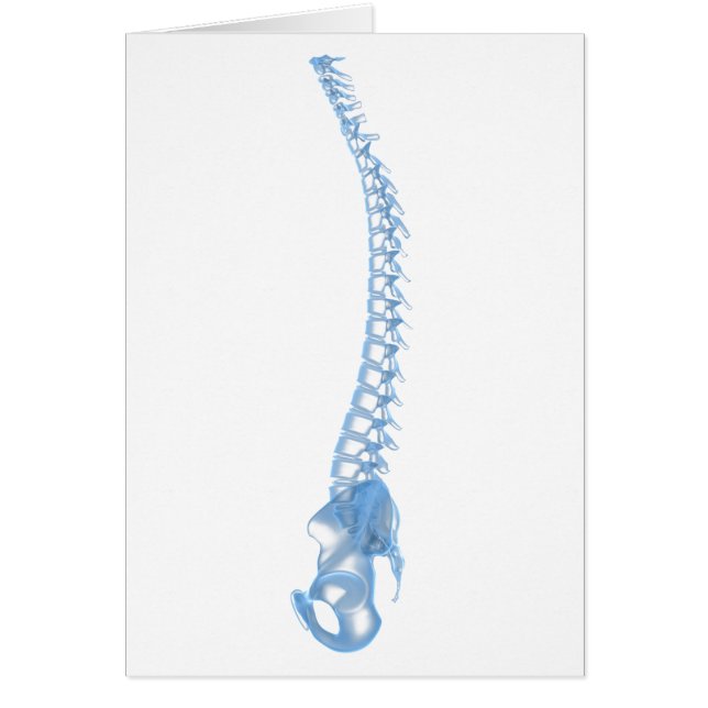 人間のバックボーンの概念図5 (正面)