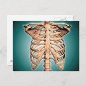 人間のリブケージのクローズアップ ポストカード (正面/裏面)