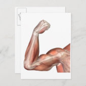 人間の上腕二頭筋を示す曲がった腕のイラスト ポストカード (正面/裏面)
