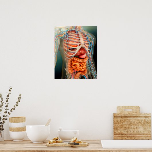 人間の体全体像 ポスター (キッチン)