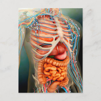 人間の体全体像 ポストカード