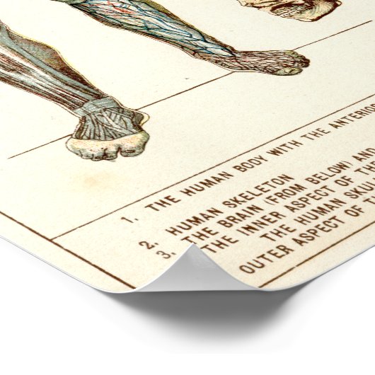 人間の体 ポスター (角)