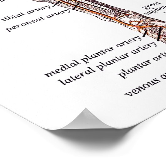 人間の体 ポスター (角)