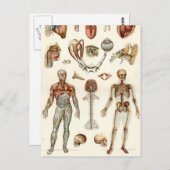 人間の体 ポストカード (正面/裏面)