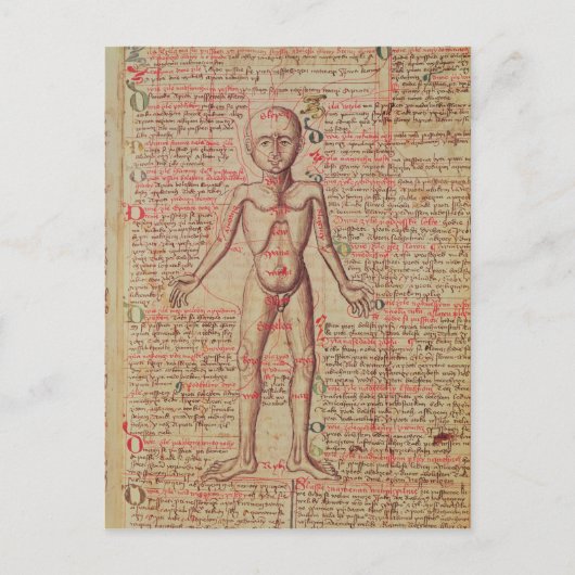 人間の体 ポストカード (正面)