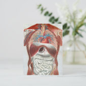 人間の体 ポストカード (スタンド正面)