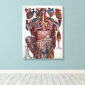 人間の内臓のパオロマスカニイラストレーション キャンバスプリント (インサイチュ (ウッドフロア))