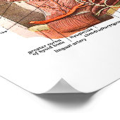 人間の内部構造顔 ポスター (角)