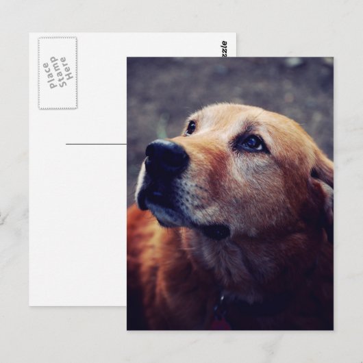 人間の友最高の人 ポストカード (正面/裏面)