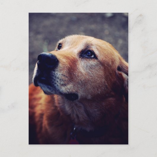 人間の友最高の人 ポストカード (正面)