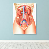 人間の器官の解剖学 キャンバスプリント (インサイチュ (ウッドフロア))