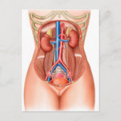 人間の器官の解剖学 ポストカード (正面)