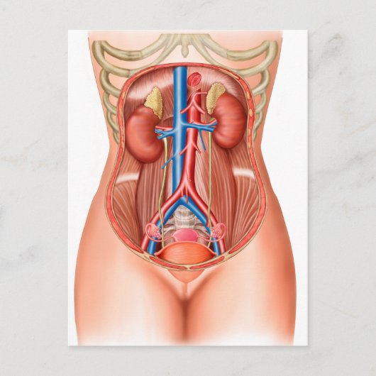 人間の器官の解剖学 ポストカード (正面)