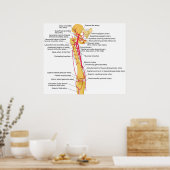 人間の大腿の大動脈の図 ポスター (キッチン)