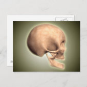 人間の概念図、スカル、側面 ポストカード (正面/裏面)