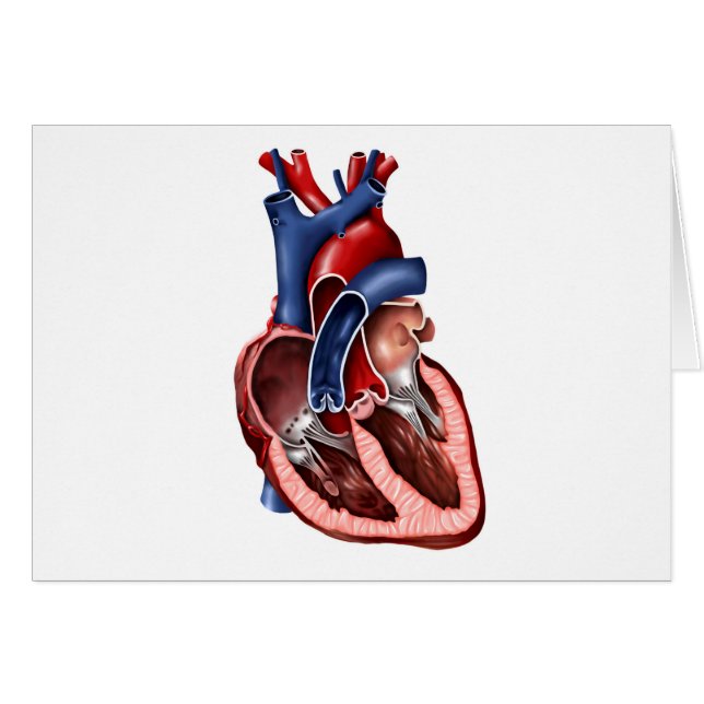 人間の横断ハート (正面横)