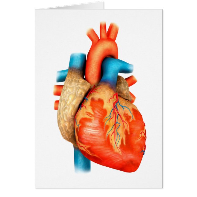 人間の正面ハート (正面)