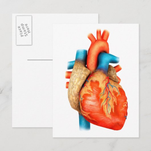 人間の正面ハート ポストカード (正面/裏面)