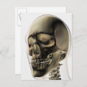 人間の歯と歯の3次元スカル ポストカード (正面/裏面)