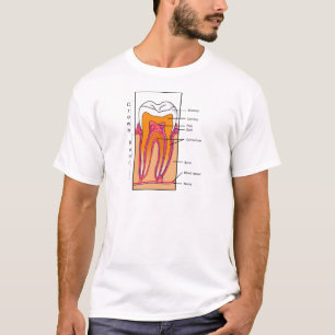 人間の歯の断面図表 Tシャツ