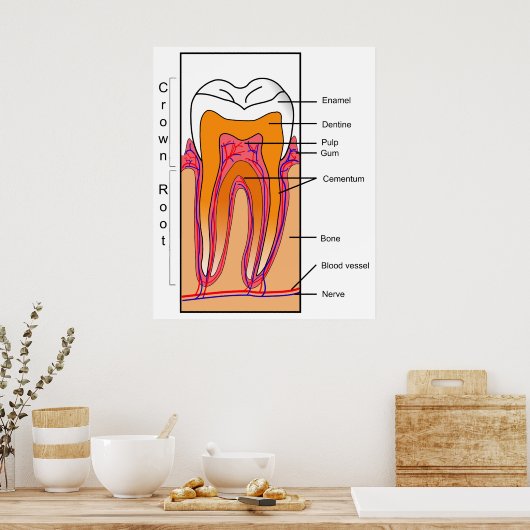 人間の歯の断面図 ポスター (キッチン)