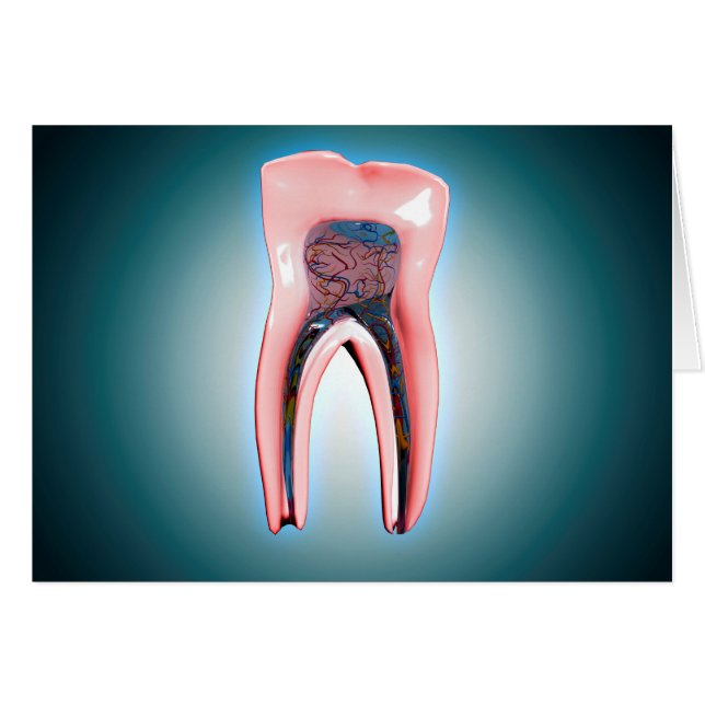 人間の歯の断面 (正面横)