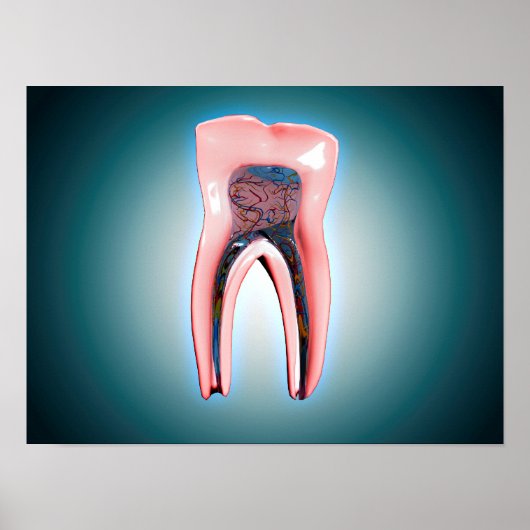 人間の歯の断面 ポスター (正面)