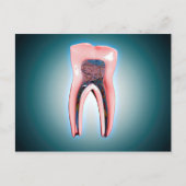 人間の歯の断面 ポストカード (正面)