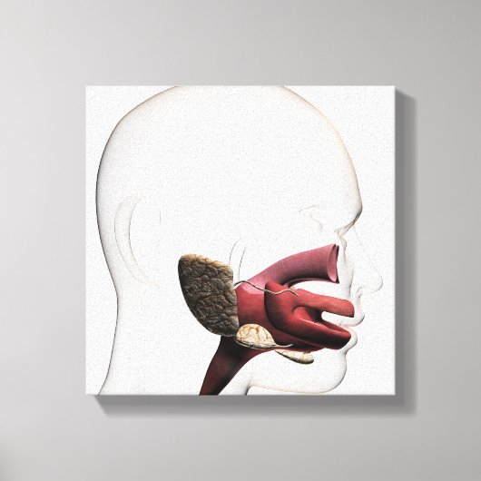 人間の消化イラストレーション キャンバスプリント (正面)
