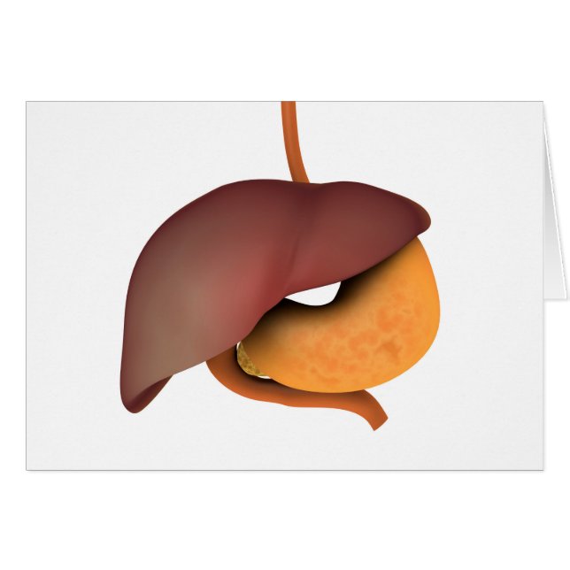 人間の消化器系の概念図3 (正面横)