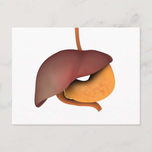人間の消化器系の概念図3 ポストカード (正面)